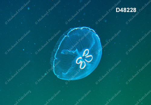 Moon Jellyfish (Aurelia aurita)